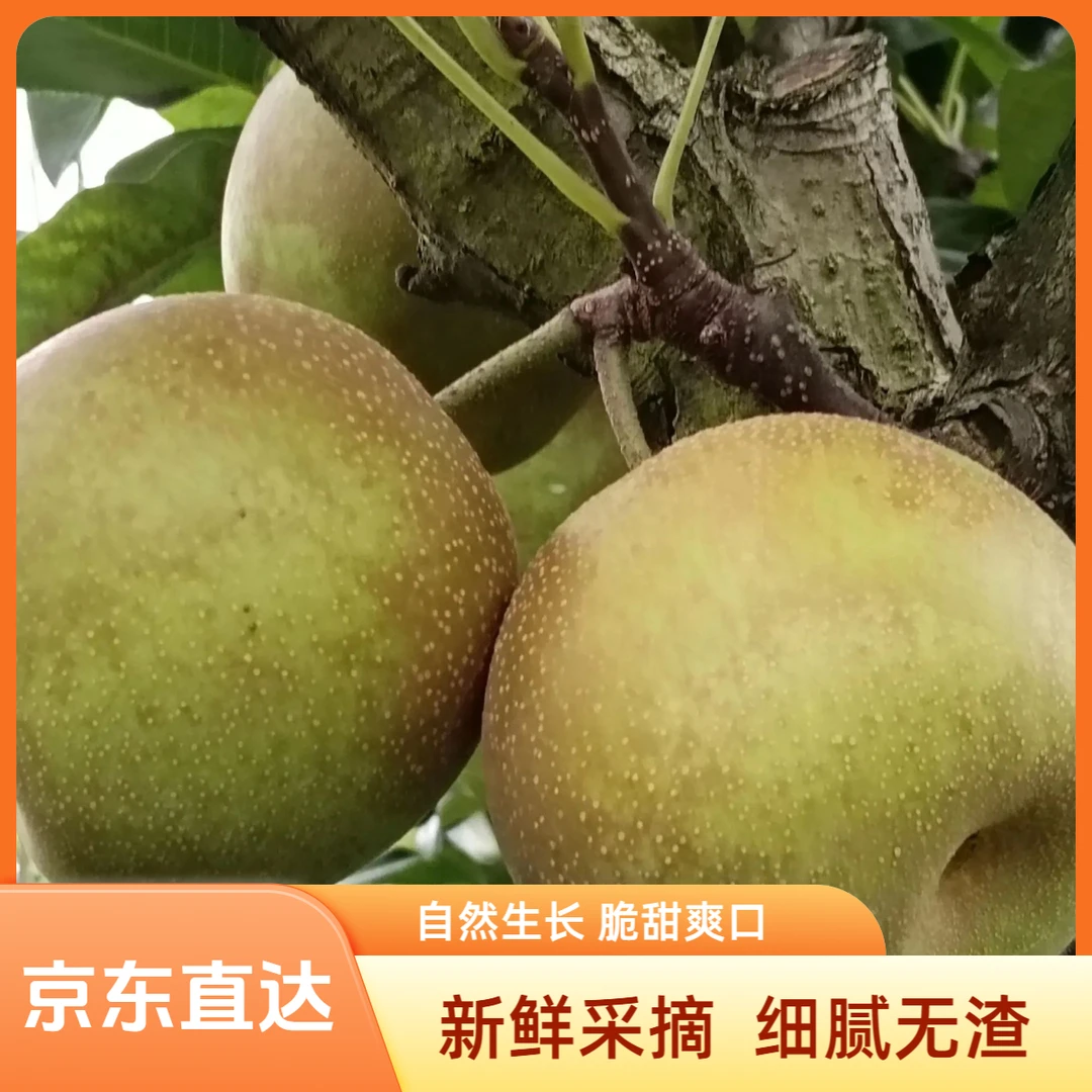 【京东直发】正宗崇明翠冠梨青皮蜜梨应季新鲜水果脆甜多汁现摘现发