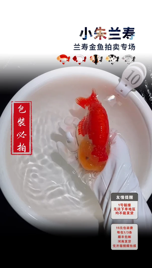 金鱼包装必拍未拍顺丰到付10号