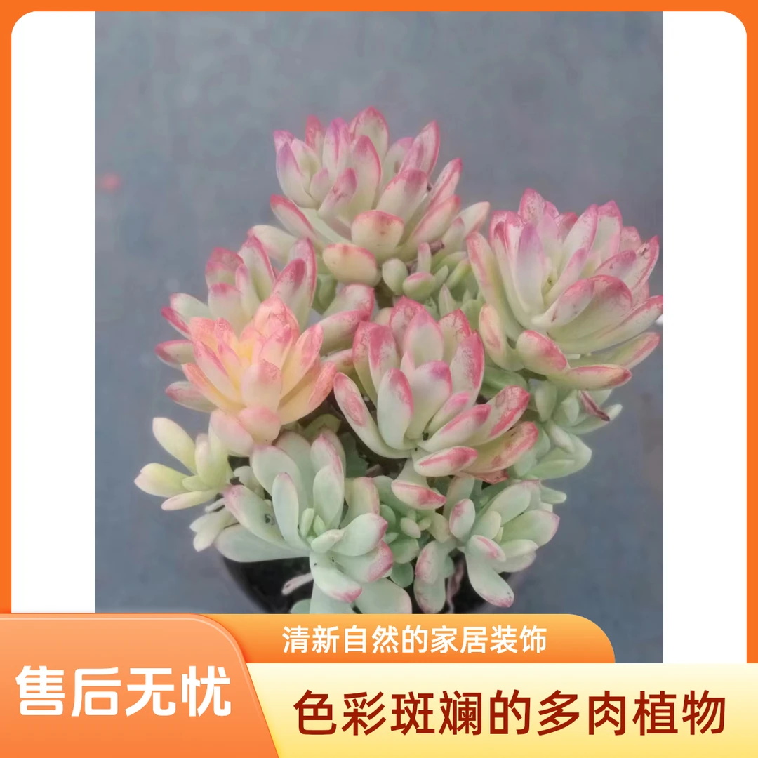 叮铛锦 多肉（九块九包邮） 以直播间实物为标准