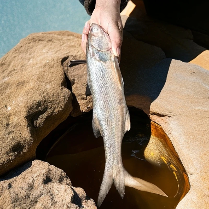 （尾姐大力推荐）小岞本港野生船补午鱼