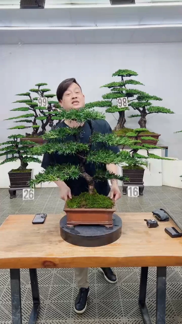 无花朵造型盆景一物一拍