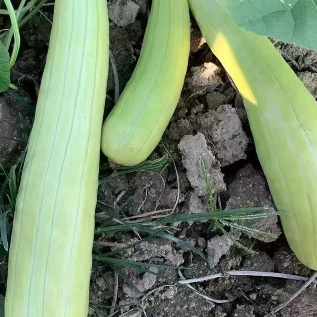 【白皮烧瓜种子】四季种植盆栽地栽阳台小院种植