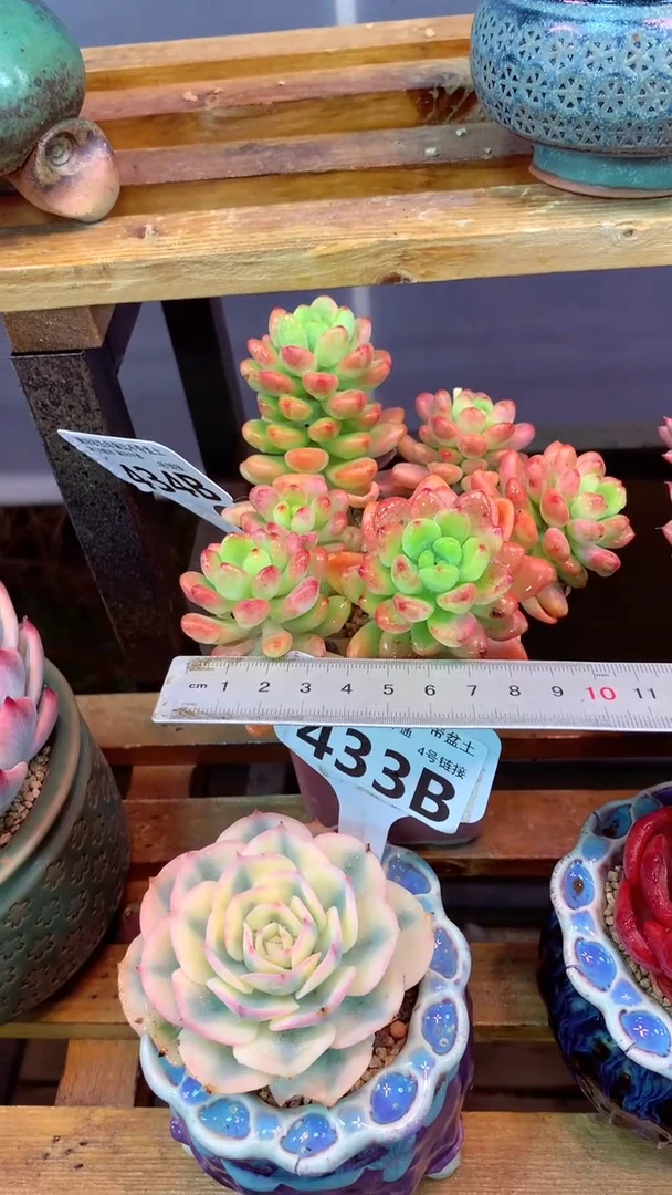 434B（一物一拍实付满28发货，默认不带盆土）