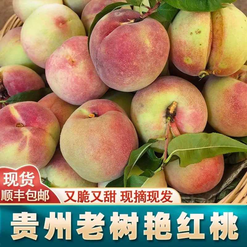 顺丰包邮贵州新鲜现摘艳红桃水蜜桃老树脆桃时令水果小时候的味道