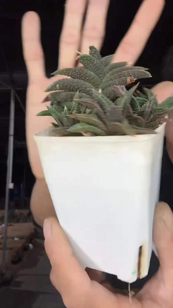 鬼瓦15.99