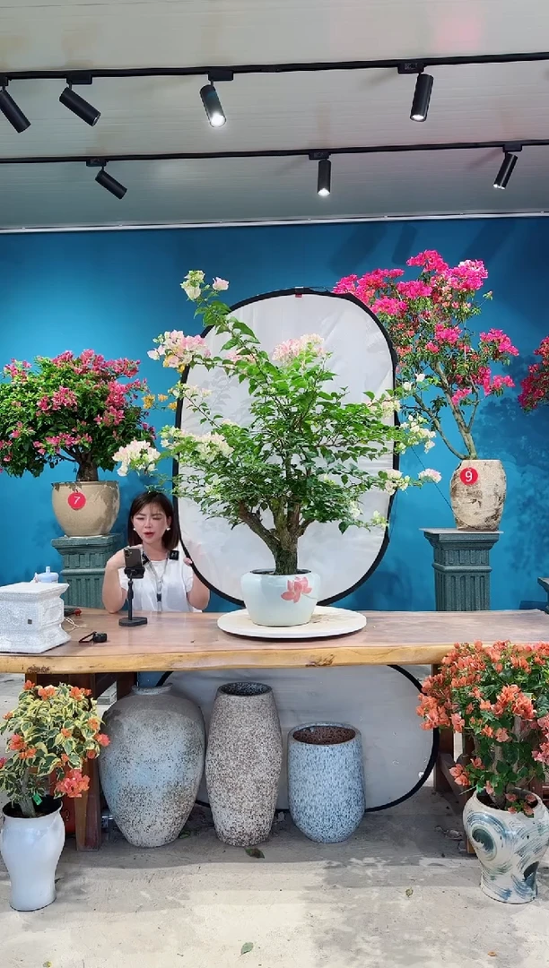 全部花朵绿叶樱花三角梅