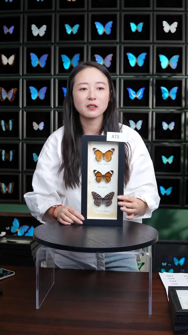 楚**妈微瑕蝴蝶标本摆件一口价A75