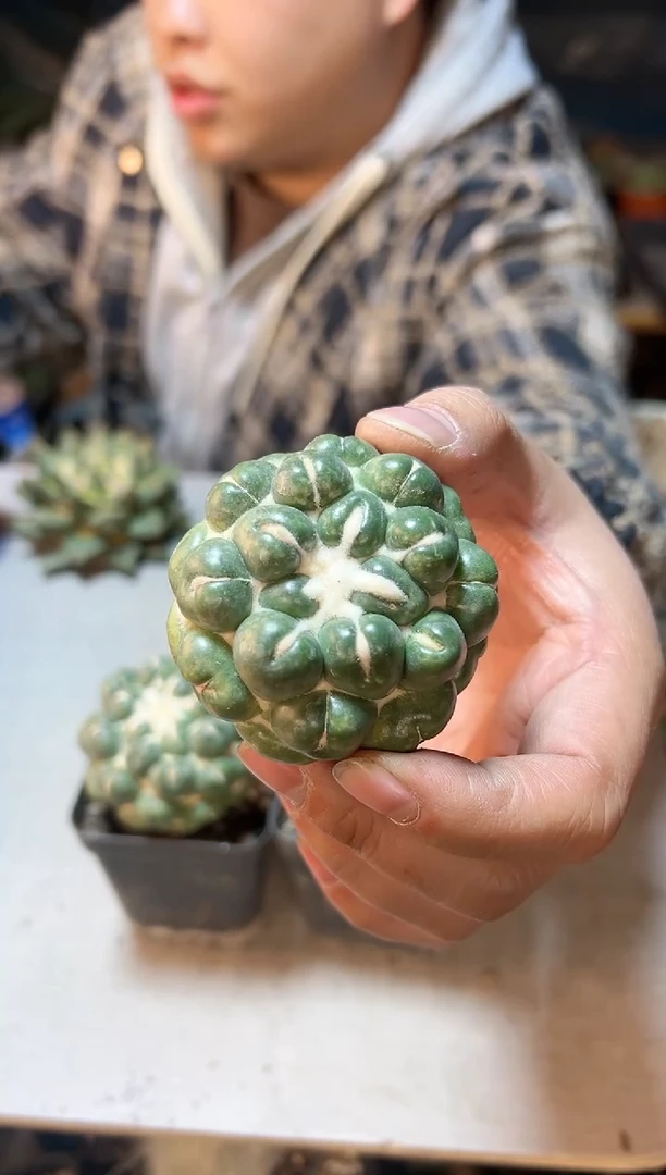 【闪购商品】自根无刺象牙5公分