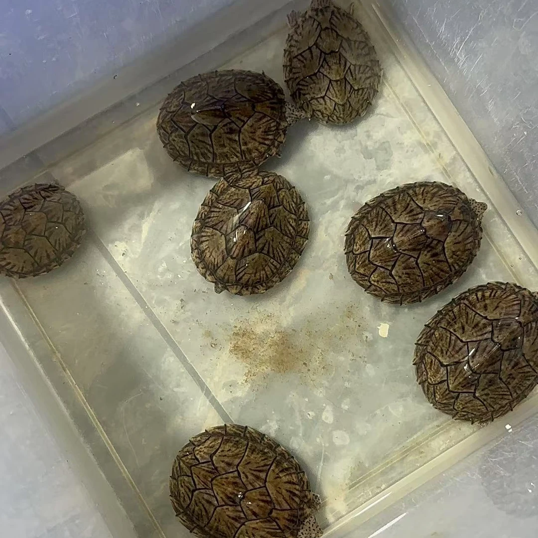 詹氏龟业麝香剃刀头盔巨头蛋龟直播链接