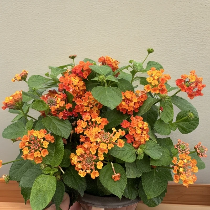 小盆可变色彩虹五色梅盆栽四季开花耐热好养适合庭院阳台