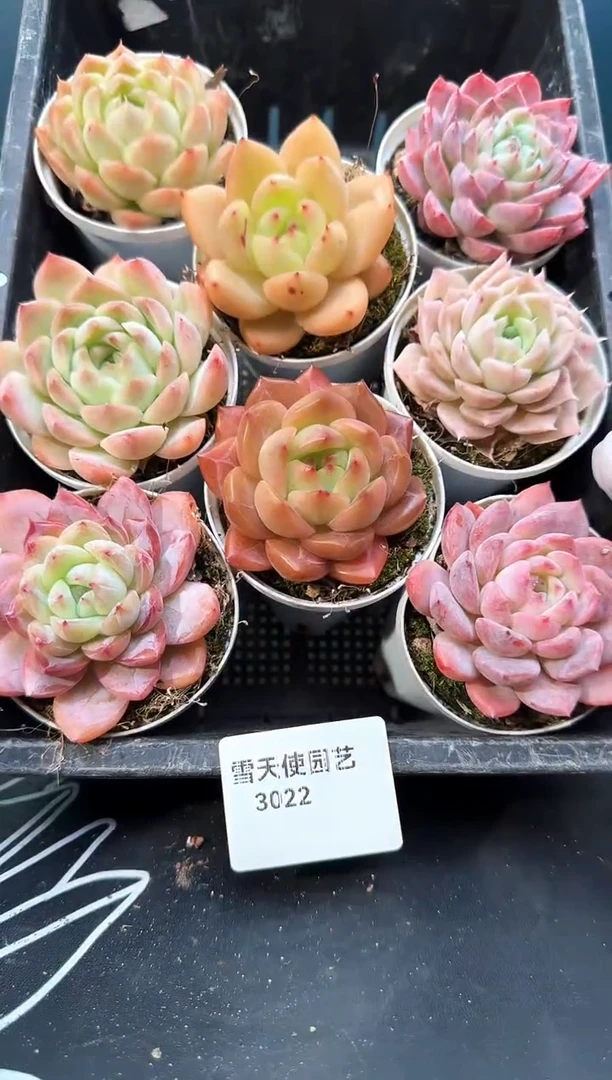 3 022  多肉8   颗