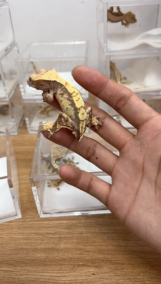 睫角守宫断尾睫角守宫公