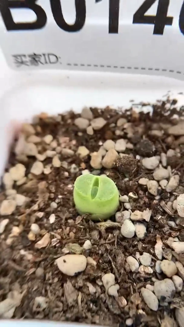 【闪购商品】0146直播一物一拍