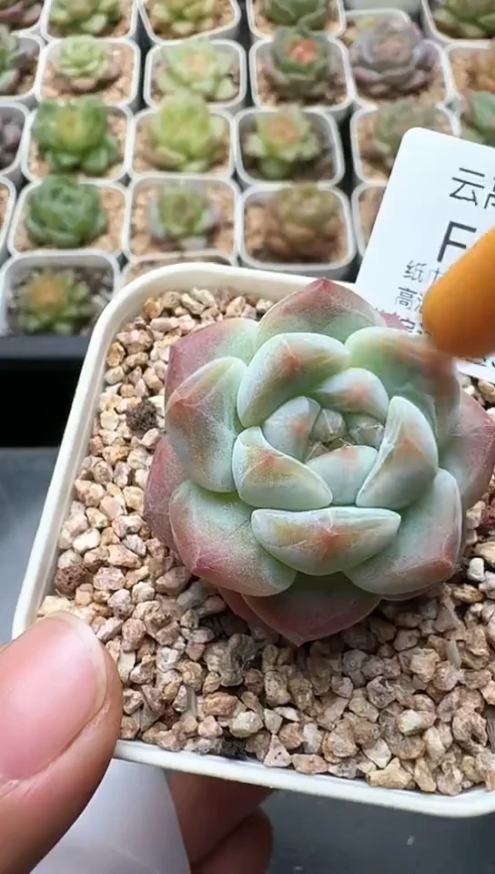 090F云禹多肉植物 默认脱土纸巾打包 3颗包邮