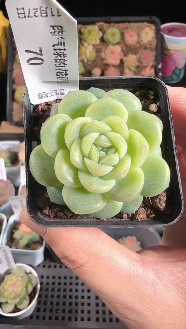 1127-70冰心27群生不包整