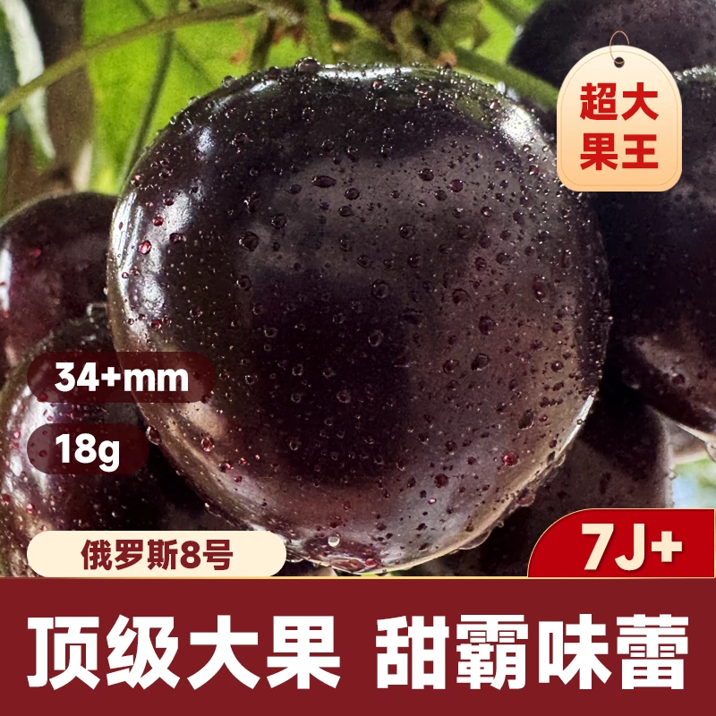 7J果王  俄罗斯八号大樱桃  顺丰空运 内附果径卡
