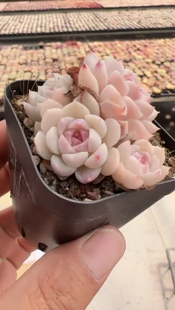 【闪购商品】新款多肉-199