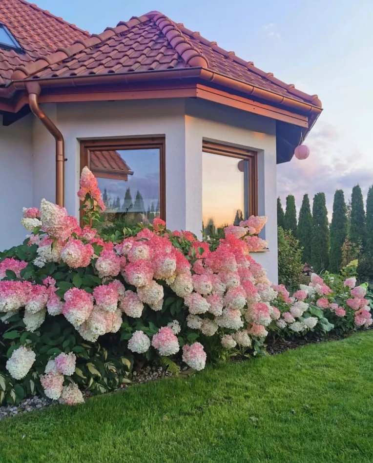 香草草莓-木绣球可变色耐寒耐晒室外盆栽地栽花期长绿植易养护