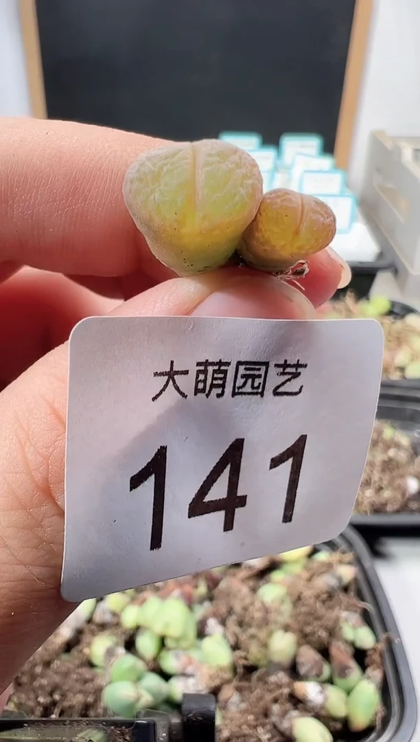 【闪购商品】++++141