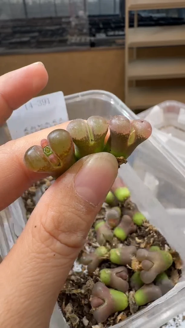 寒**雨14-391多肉植物肉锥