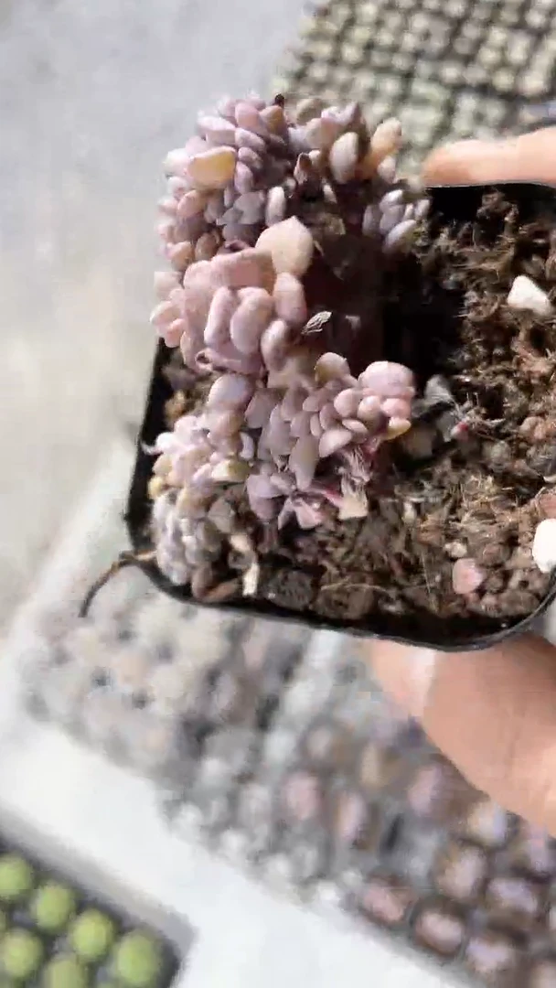 【闪购商品】65盆雪精灵缀化多肉