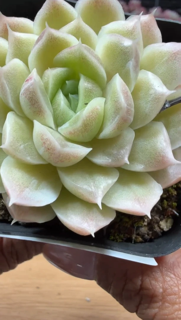 东云多肉园二店-37