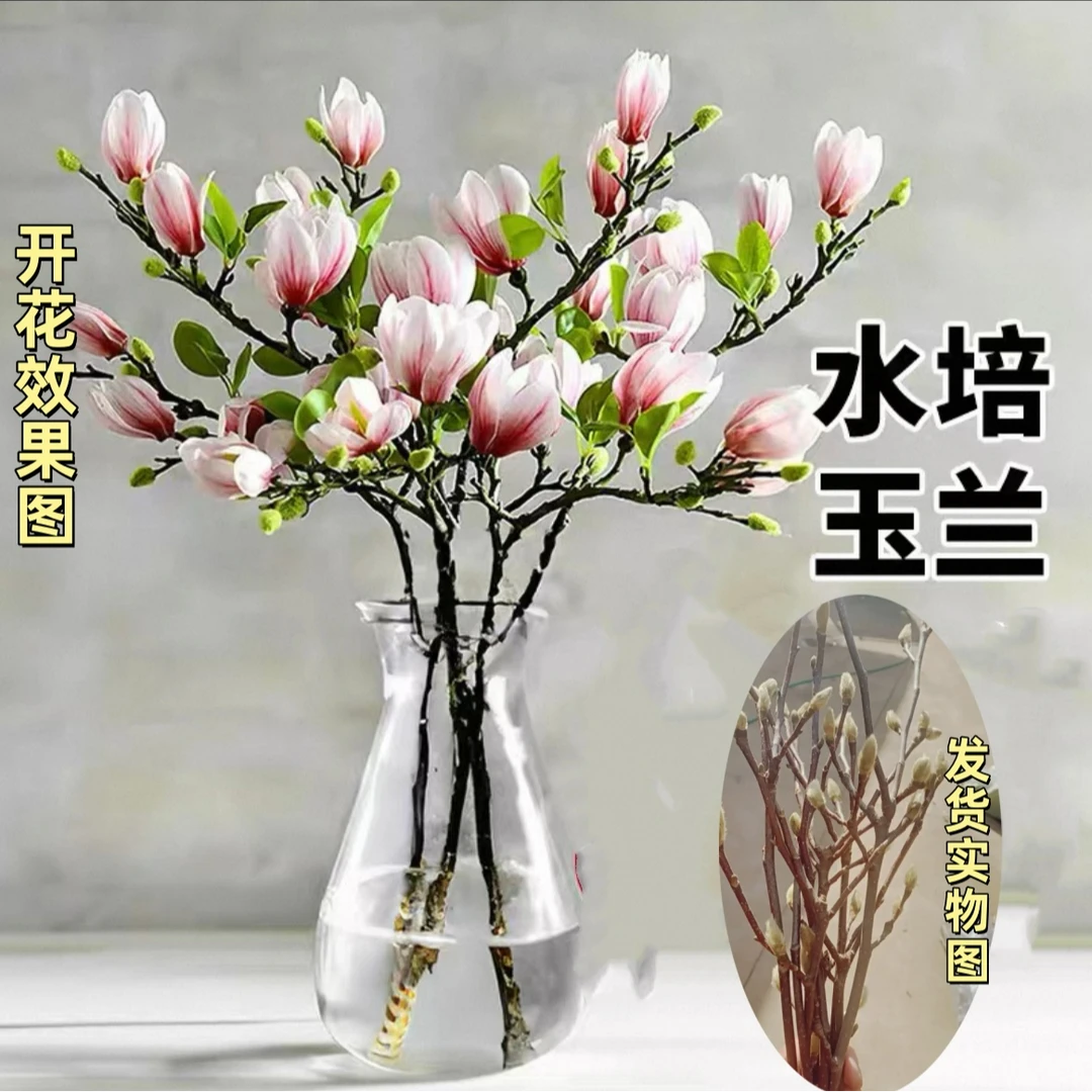 玉兰花鲜枝干枝发货水培植物玉兰枝室内阳台庭院花卉绿植水培植物