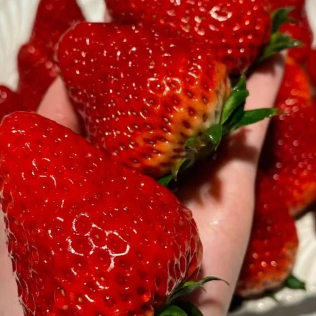【北京同城小时达】正宗丹东99草莓奶油草莓软糯香甜辽宁省辽宁省