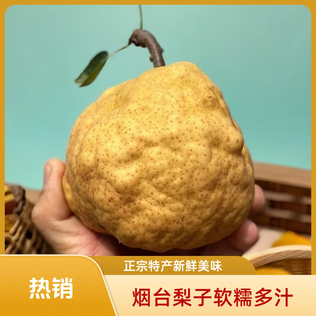 正宗山东烟台中华丑梨太婆梨莱阳梨啤梨特大软糯多汁新鲜当季