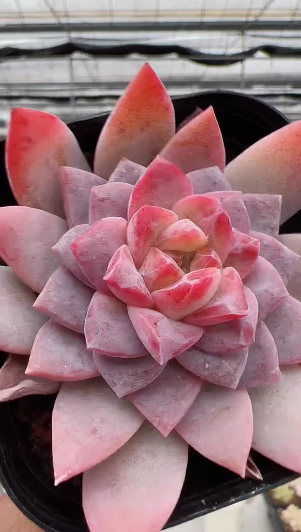 【闪购商品】新款多肉-44