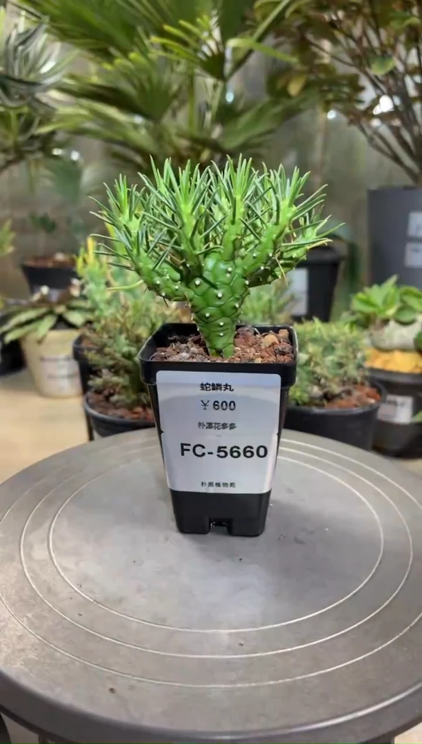 蛇鳞丸FC-5660