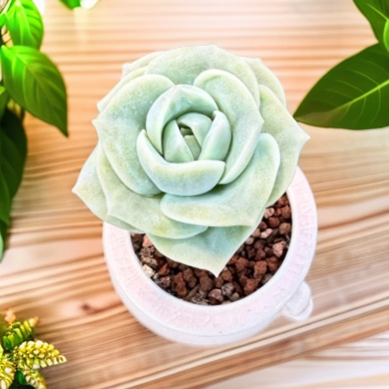 可爱玫瑰迷你小多肉蓝色蓝鸟桃蛋吉娃娃等室内盆栽新手入门好养