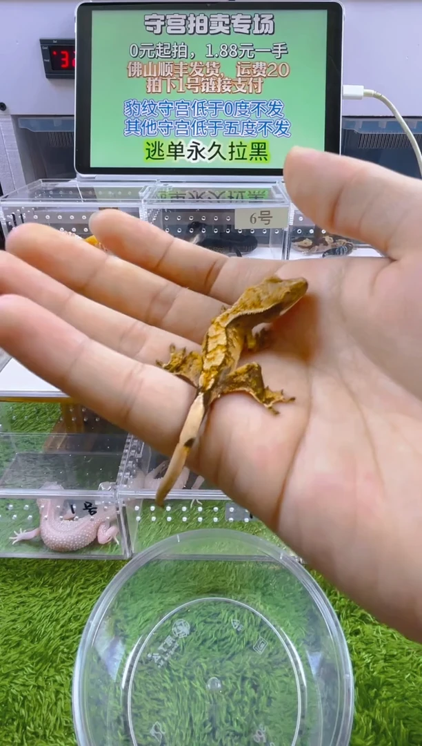 豹纹守宫豹纹肥尾瘤尾苗子亚成成体