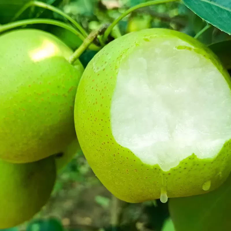 正宗新鲜青皮梨翠冠梨皇冠梨当季水果脆甜多汁
