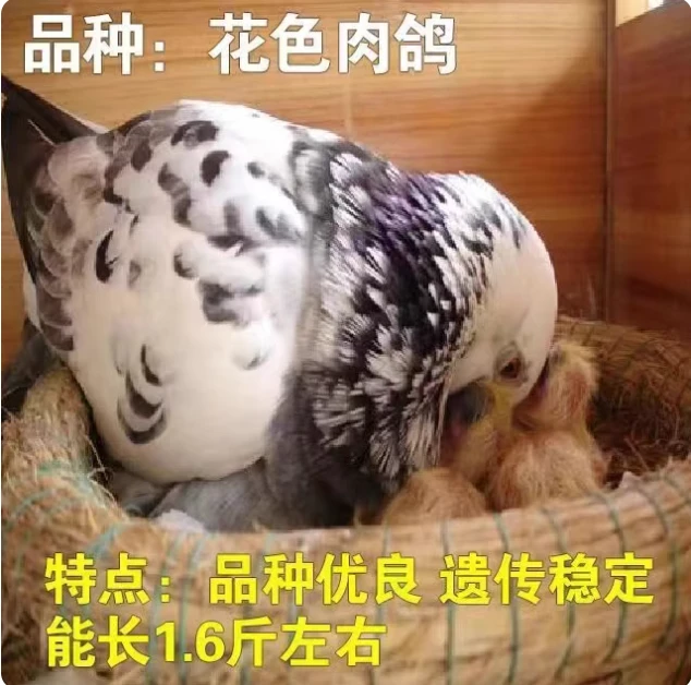 种鸽  鸽 用 种鸽 原 对 米尔蒂斯 米玛 斯 鸽 用