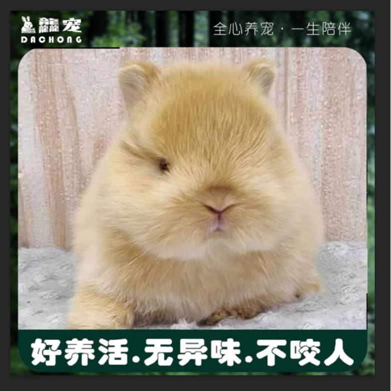 「超萌好物」【小体型】宠物兔侏儒兔活物好养活垂耳兔适合儿童宠物