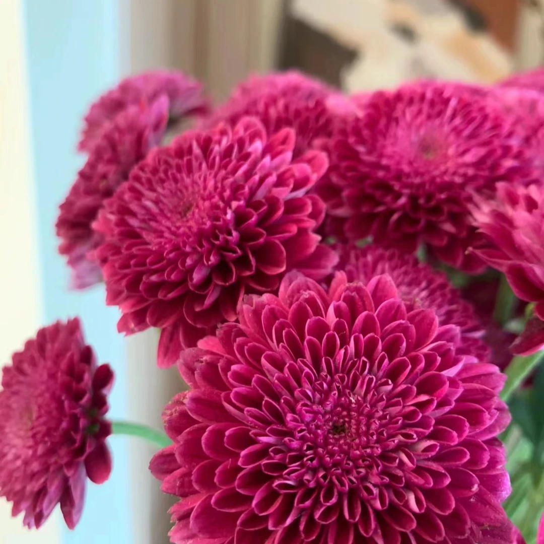 【顺丰发货】蓝莓雏菊鲜花1-4单一个运费自选品种