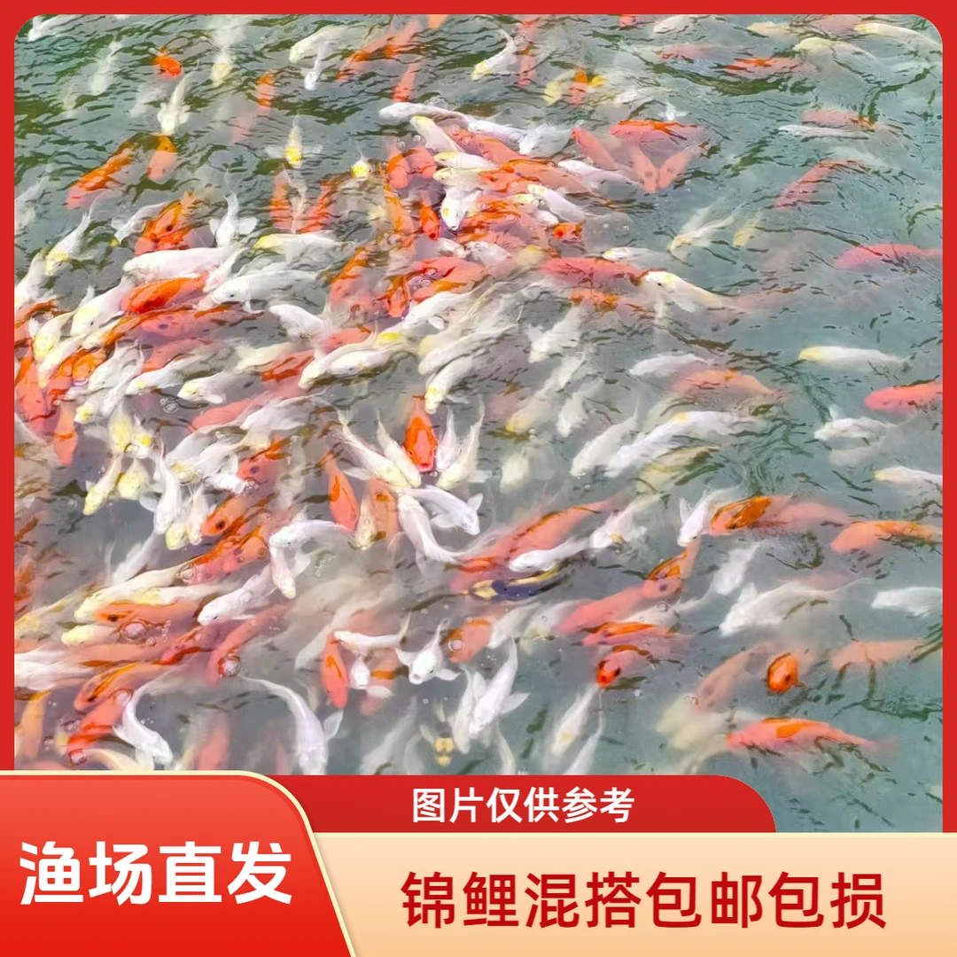 新手练手鱼耐活好养源头渔场直发锦鲤玛雅混搭发货