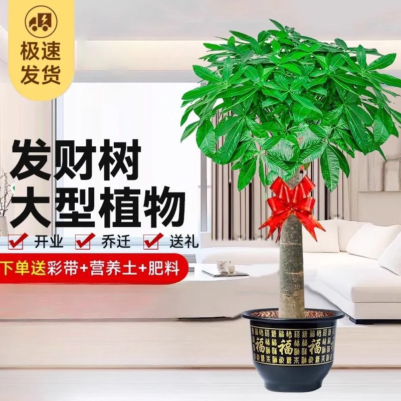 【送货上门】发财树大型客厅室内外绿植大颗独干辫子开业乔迁送礼盆