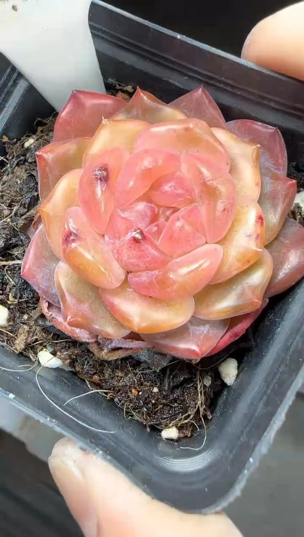 【闪购商品】一物一拍0217—94