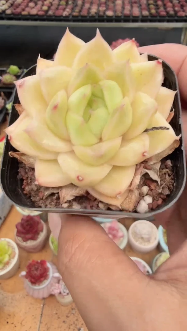 东云多肉园新款-350