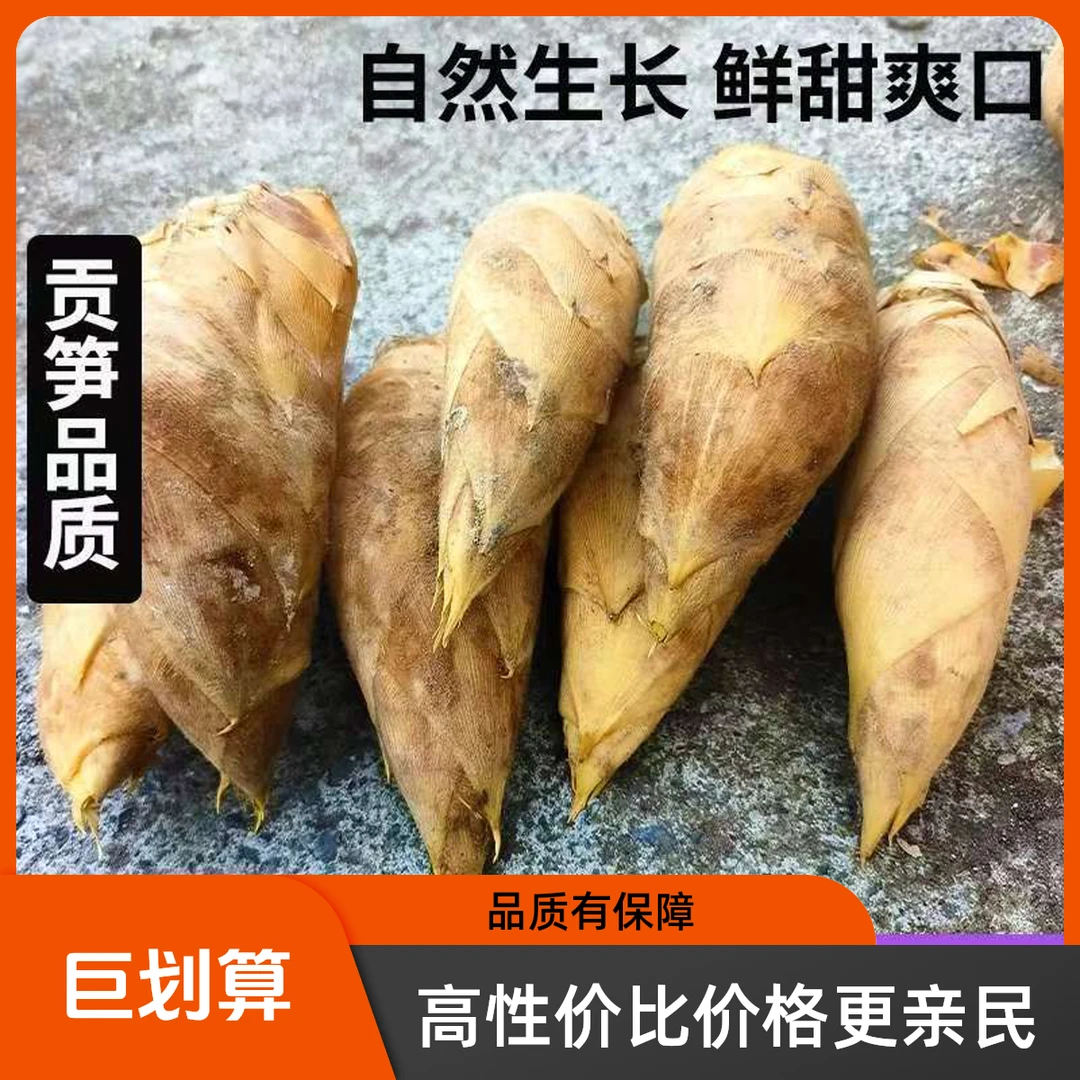 【同款低价】黄山自然生长冬笋黄泥笋新鲜冬笋新鲜现挖发货贡笋品质