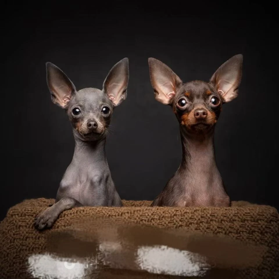 狗子研习社 宠物犬家庭伴侣犬专属全价链接