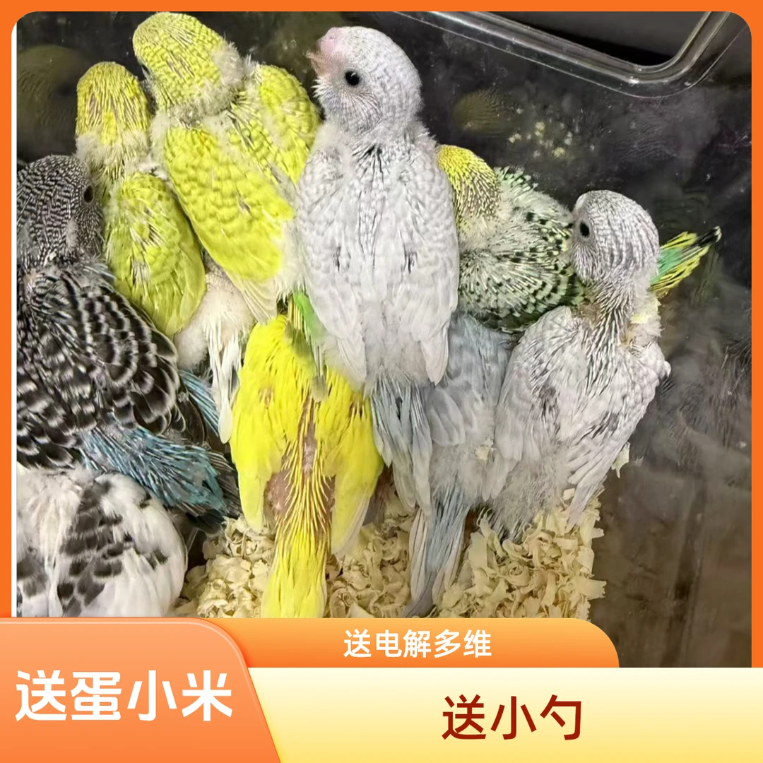 手养虎皮半毛 各种颜色直播挑选 活体快递不退不换 不分公母