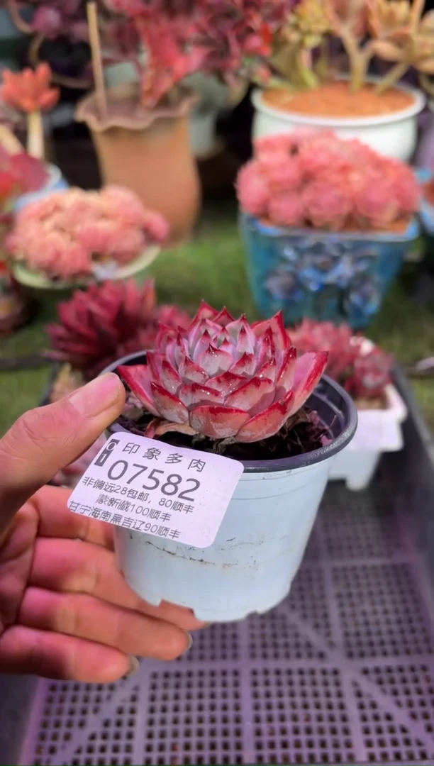 【闪购商品】07582