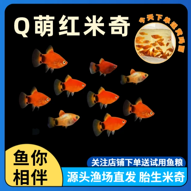 红米奇鱼玛丽鱼小型热带淡水观赏鱼好养耐活适合新手