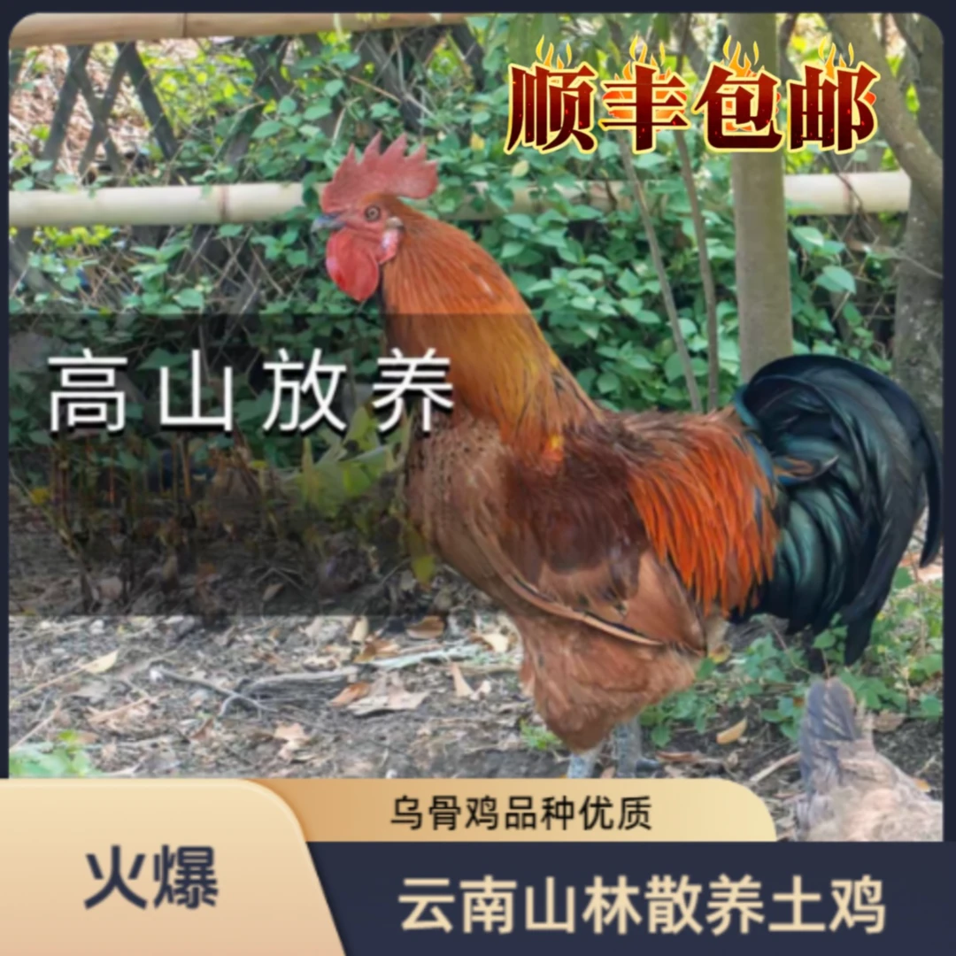 啊昊 现场改价【云南山林散养土鸡新鲜宰杀生鲜顺丰包邮送货】