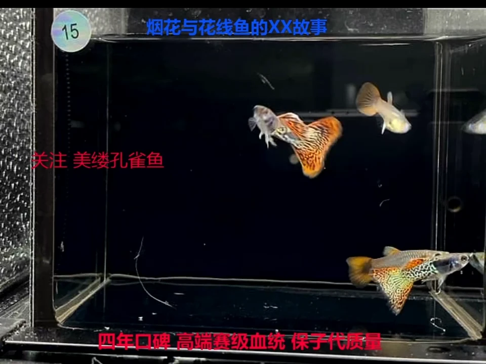 孔雀鱼金属红雷丝2对