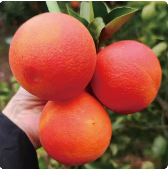 四川自贡塔罗科血橙头茬果产地直发新鲜水果薄皮红甜橙子坏果包赔