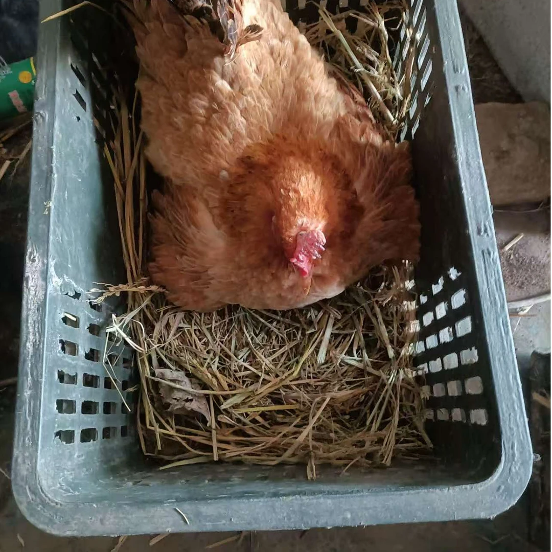 一只框【装一只】生料